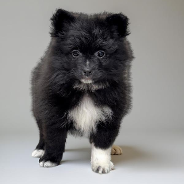 Pomeranian 5800 Girl