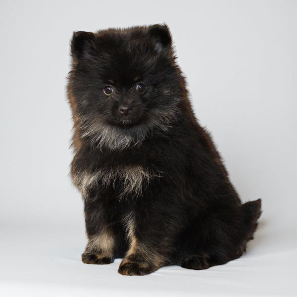 Pomeranian 9786 Girl