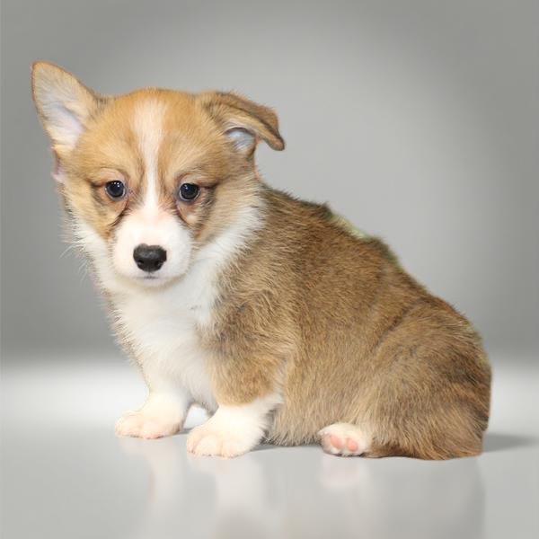 Pembroke Welsh Corgi 2431 Boy