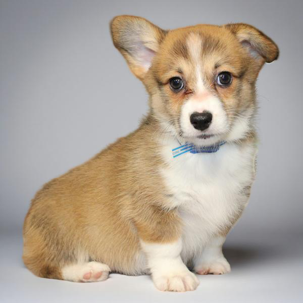 Pembroke Welsh Corgi 2433 Girl