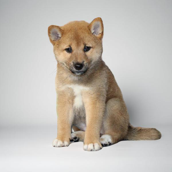 Shiba Inu 5244 Girl