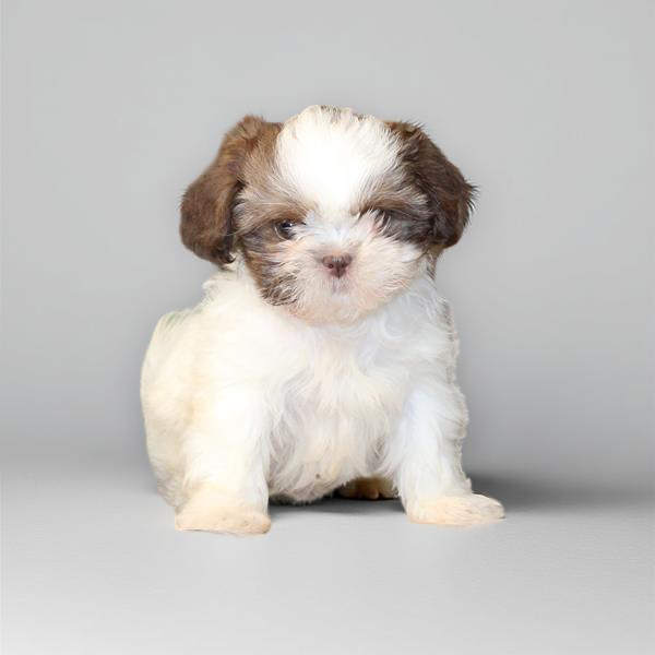 Shih Tzu 2190 Girl
