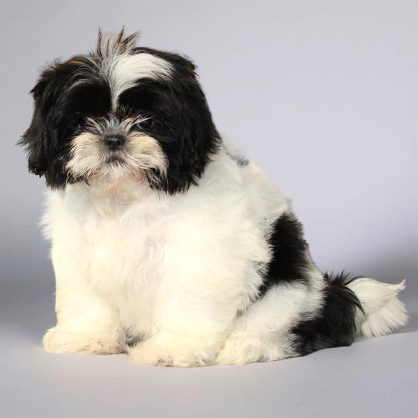 Shih Tzu 2437 Girl