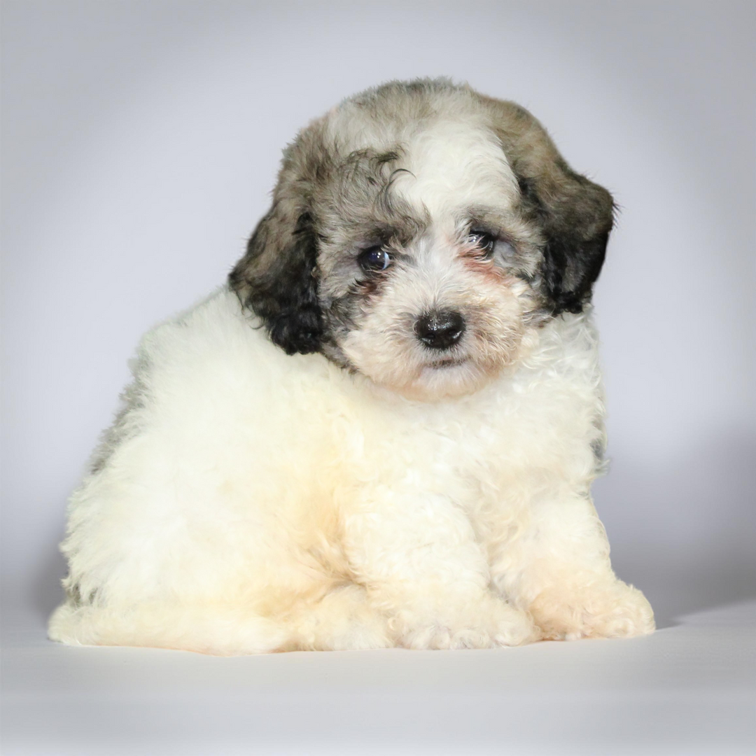 Shih Tzu/Teddy Bear 2085 Boy