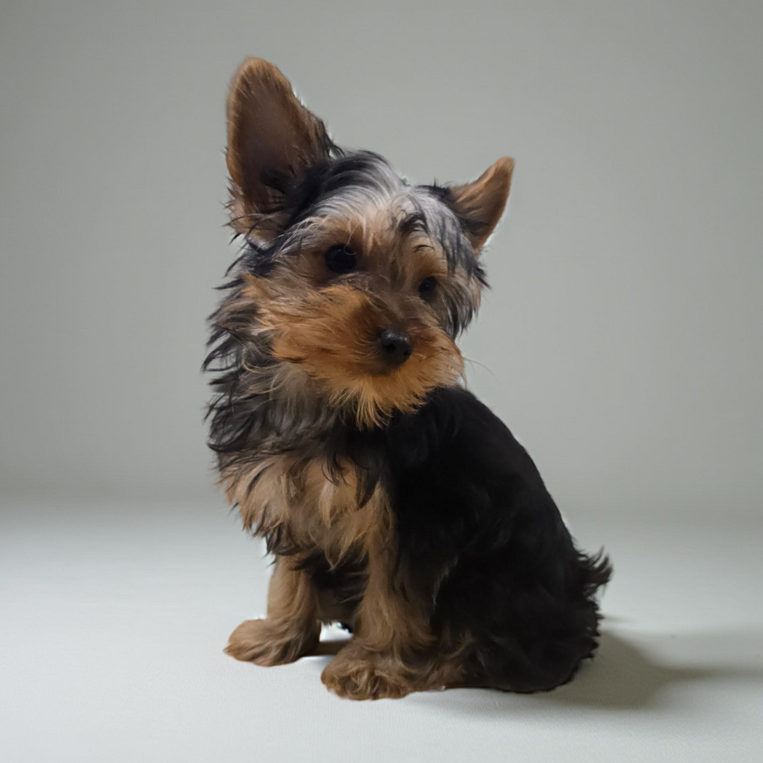 Yorkie 0545 Boy
