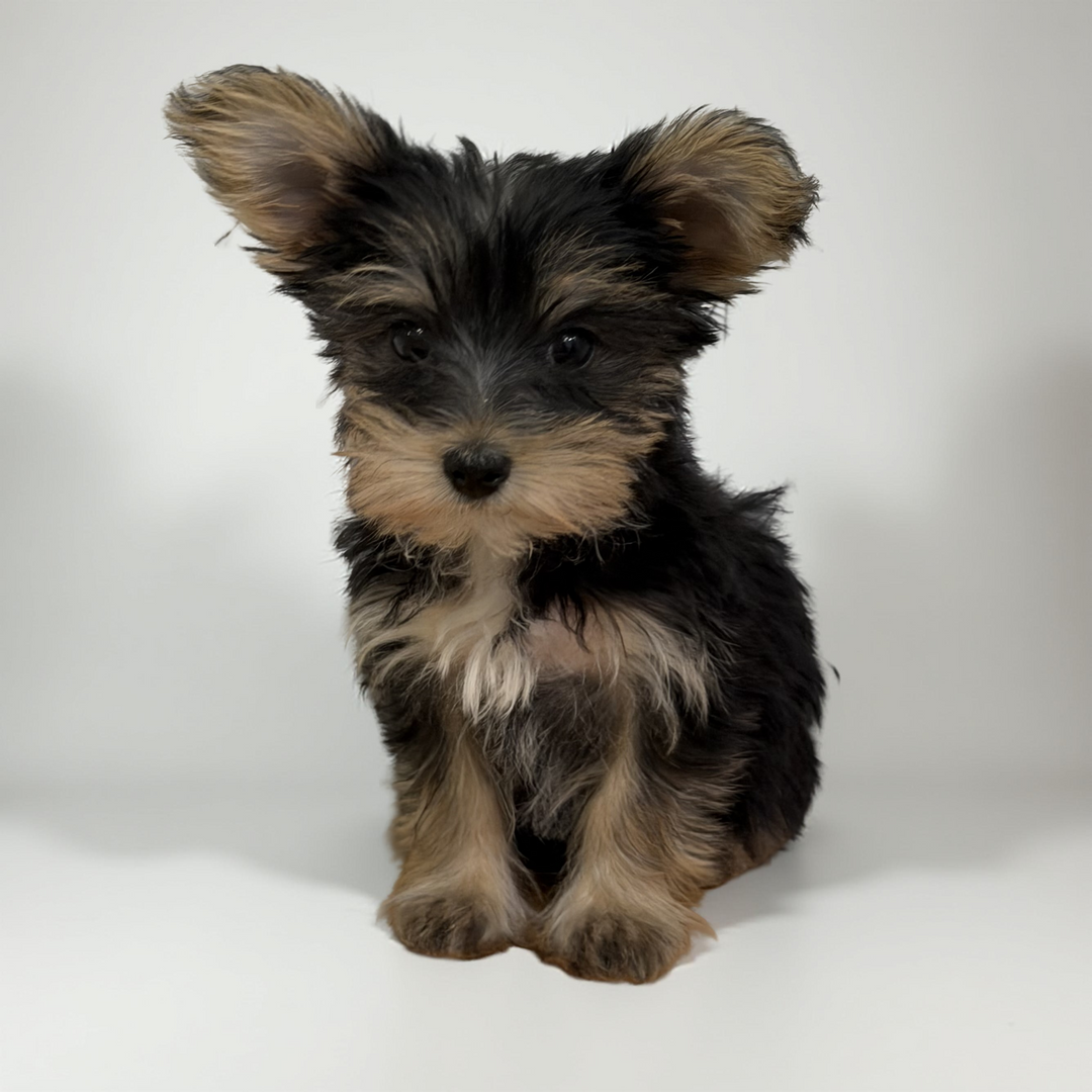 Yorkie 9731 Girl